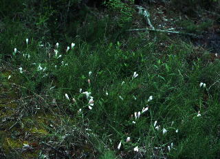 Spigelia gentianoides var. alabamensis