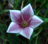 Spigelia gentianoides var. alabamensis