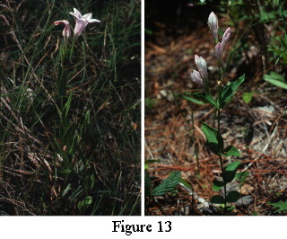 Both varieties of Spigelia gentianoides. Click on this thumbnail to see the full-size version with its caption.