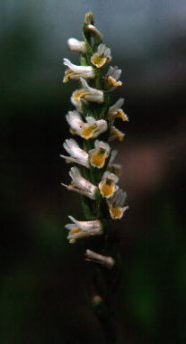Spiranthes lucida, with strong orange-yellow lip-coloration characteristic of species