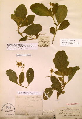 Photograph of syntype of Solanum hirsutum Nutt. [=S. pumilum] at the Philadelphia Academy of Natural Science and courtesy of same.