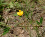 Stylosanthes biflora (DeKalb County, Georgia)