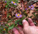 Symphyotrichum patens