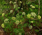 Thaspium barbinode var. chapmanii