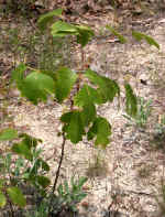 Toxicodendron pubescens (Talbot County, Georgia)