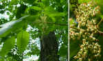 Toxicodendron pubescens (DeKalb County, Georgia)