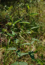 Tragia urticifolia (DeKalb County, Georgia)