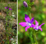 Triodanis perfoliata