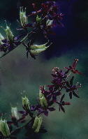 Melanthium [Veratrum] woodii (Ozark bunchflower) scan of a print by Tim Stevens