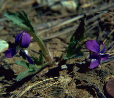 Viola egglestonii (glade violet), Catoosa County, Georgia