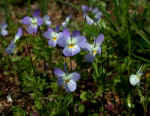 Viola bicolor (DeKalb County, Georgia) 