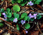 Viola walteri
