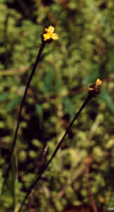 Tennessee yellow-eyed grass (Xyris tennesseensis)