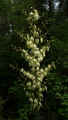 Yucca filamentosa