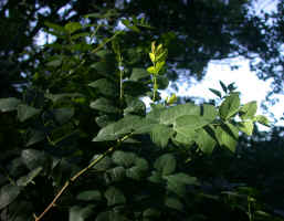 Zanthoxylum americanum (prickly-ash), Cobb County, Georgia