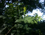 Zanthoxylum americanum (Cobb County, Georgia)