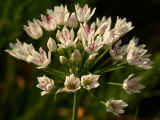 Allium canadense var. mobilense