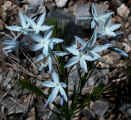 Amsonia ciliata var. tenuifolia