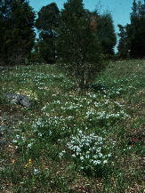 Ketona Dolomite glade in spring. Woody dominant, Juniperus virginiana (eastern redcedar) visible in background. Herbaceous aspect dominant is Amsonia ciliata var. tenuifolia (narrow-leaved blue star); yellow flower at lower left is Castilleja kraliana (Cahaba paintbrush); patch of white flowers middle left is Minuartia patula (glade sandwort). "Northeast Starblaze Glade," April 26, 1993.
