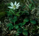 Anemone berlandieri