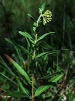 Asclepias viridiflora