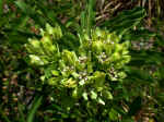Asclepias viridis (Hale County, Alabama)