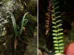 Asplenium resiliens