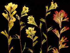Pressed inflorescences of Castilleja. Four stems of the smaller-flowered C. kraliana flanked by one each of yellow- and red-flowered C. coccinea. L-R [all US]: A. 10478, Izard Co., Ark., 19 Apr 1999; A. 10466, Bibb Co., Ala., 15 Apr 1999; A. 8270, Lumpkin Co., Ga., 8 May 1994.