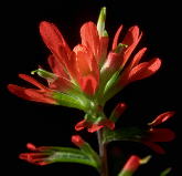 Castilleja coccinea flower cluster. Calyx-lobes and (deeply lobed!) bracts red-pigmented. Note: not to same scale as similar image of C. kraliana, which has smaller flowers. Cultivated plant collected from Lumpkin County, Georgia.