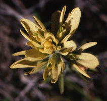 View from above of yellow-flowered Castilleja coccinea, showing strongly lobed bracts; Izard County, Arkansas.