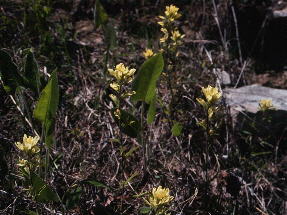 Yellow-flowered Castilleja coccinea on glade in Izard County, Arkansas. Broad-leaved associate is Silphium terebinthinaceum (prairie dock).