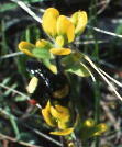 Castilleja kraliana with (putative) Bombus sp. (bumblebee).