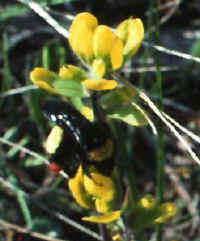 Putative Bombus sp. on Castilleja kraliana