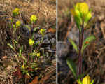 Castilleja kraliana