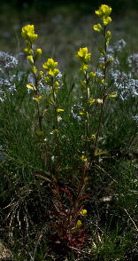 Castilleja kraliana (Amsonia ciliata var. tenuifolia, a common associate, in background). Typical plant of the Castilleja, with bracts entire and yellow, the red pigment confined to the lower leaves.