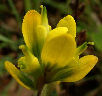 Castilleja kraliana