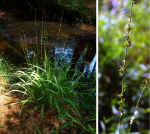 Chasmanthium sessiliflorum (DeKalb County, Georgia)