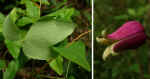 Clematis glaucophylla