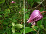 Clematis viorna