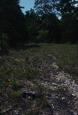 Ketona Dolomite glade, summer aspect, with typically scattered and low-growing Coreopsis grandiflora var. inclinata.