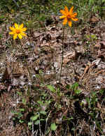 Coreopsis auriculata (Tishomingo County, Mississippi)