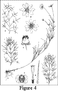 Drawing by Vicky Holifield. Click on this thumbnail to see the full-size version with its caption.