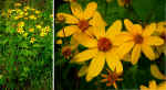 Coreopsis major