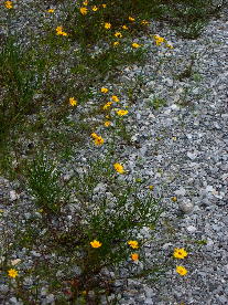Coreopsis grandiflora var. inclinata in graveled trail built at Kathy Stiles Freeland Bibb County Glades Preserve of The Nature Conservancy of Alabama