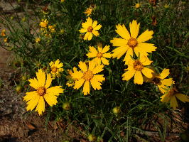 Coreopsis grandiflora var. grandiflora growing on a granite outcrop in Randolph County, Alabama