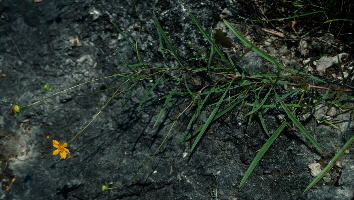 Coreopsis grandiflora var. inclinata, reclining across bare Ketona dolomite