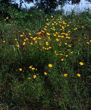 Characteristically gregarious and erect-growing Coreopsis grandiflora var. grandiflora, on a Bibb County roadside.