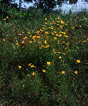 Coreopsis grandiflora var. grandiflora, beside Alabama Highway 25 in Bibb County, Alabama (July 18, 1999)