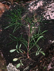 Uprooted Coreopsis grandiflora var. harveyana, prior to anthesis, with leaf-segments abruptly narrowed above the lower nodes; Izard County, Arkansas.