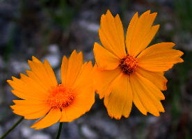 Heads of Coreopsis grandiflora var. inclinata